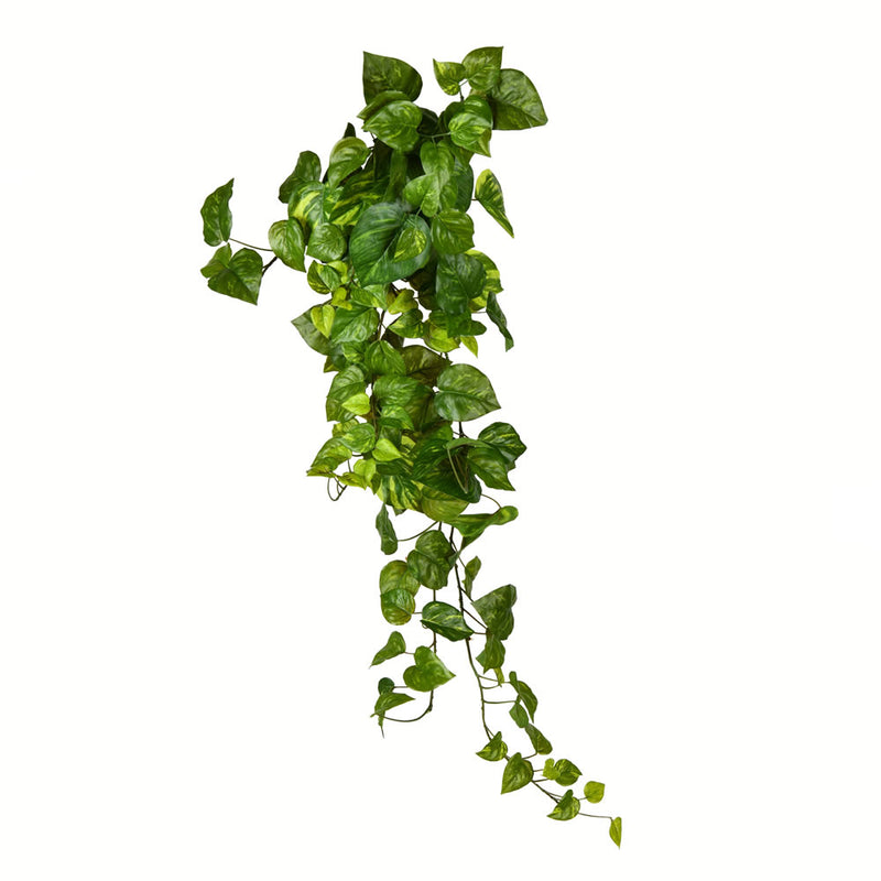 Hanging Ivy Bush