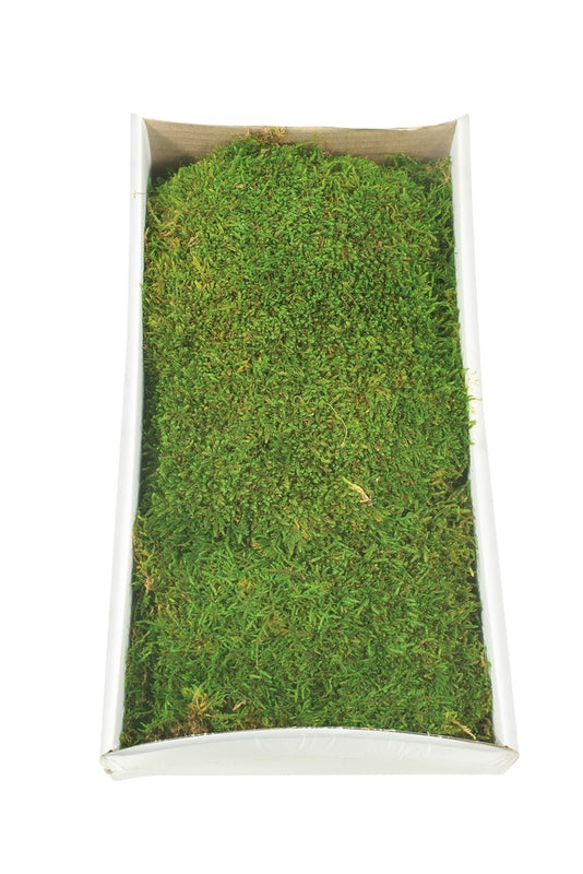 Reindeer Moss