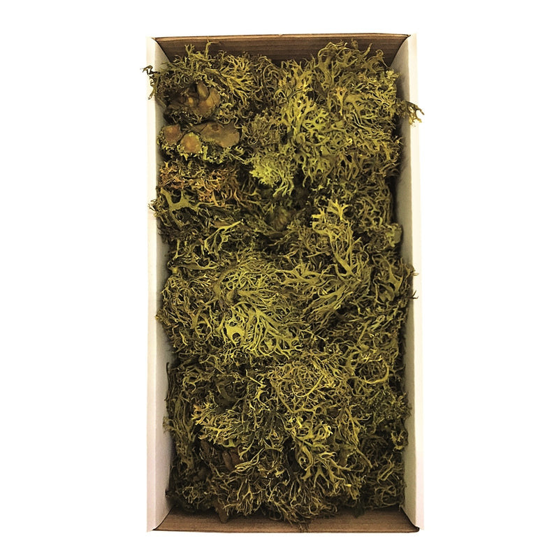 Moss Green Wolf Lichen Moss 8oz.