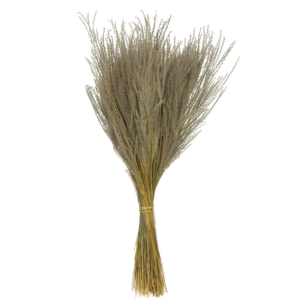 14-20" Natural Snowdrop Grass - 3 oz.