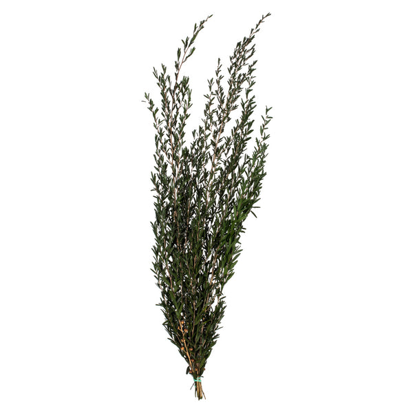 25-36" Green Lepto Longifolia Bundle 6oz