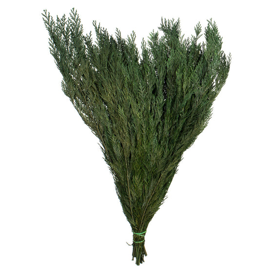 18-24" Port Orford Cedar Branches - 8oz