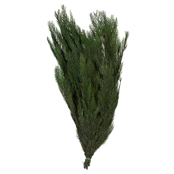 30-34" Green Premium Cedar Boughs - 18oz