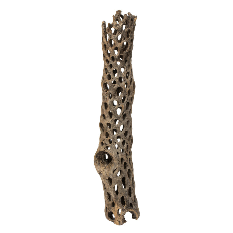 10-12" Weathered Cholla Segment - 1Pc