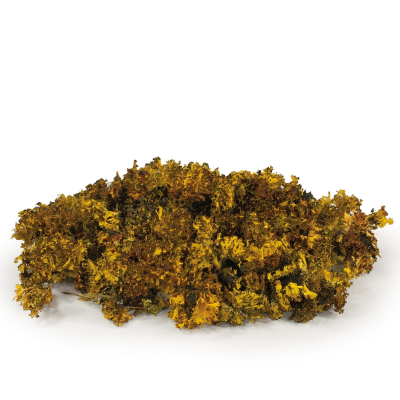 Reindeer Moss