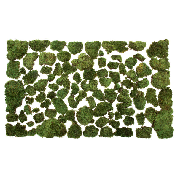 Premium Green Mood Moss - 2.75 lbs/Bx