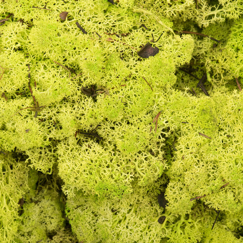 Reindeer Moss