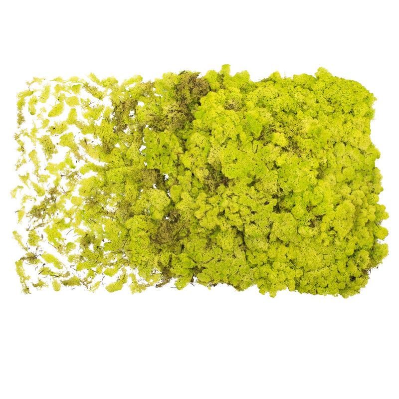 Reindeer Moss