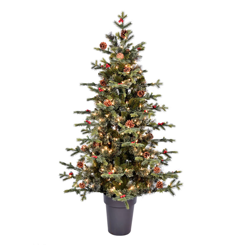 Potted Timberline Pine