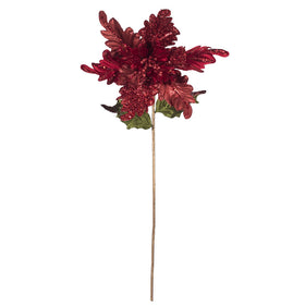 Poinsettia