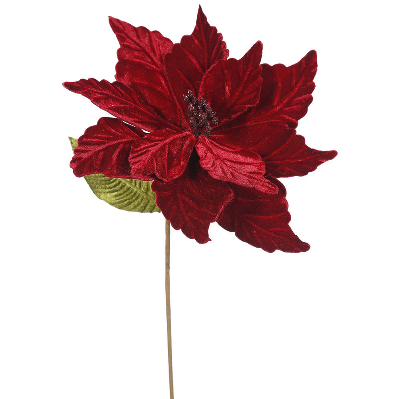 Poinsettias