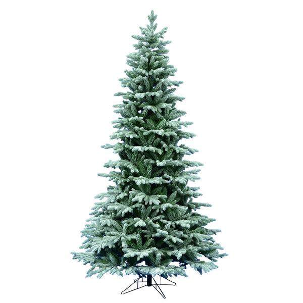 Frosted Balsam Fir