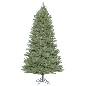Colorado Spruce