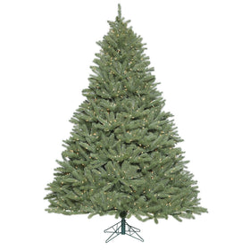 Colorado Spruce