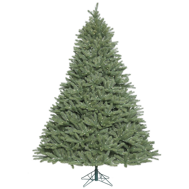 Colorado Spruce
