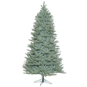 Colorado Blue Spruce