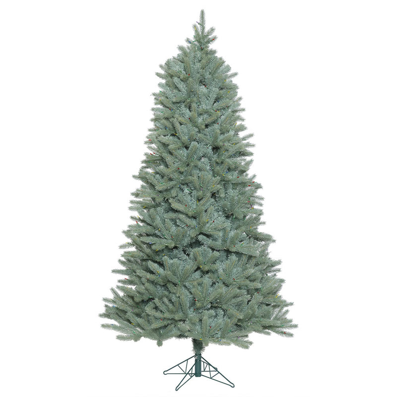 Colorado Blue Spruce