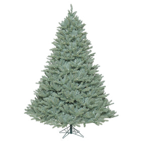 Colorado Blue Spruce