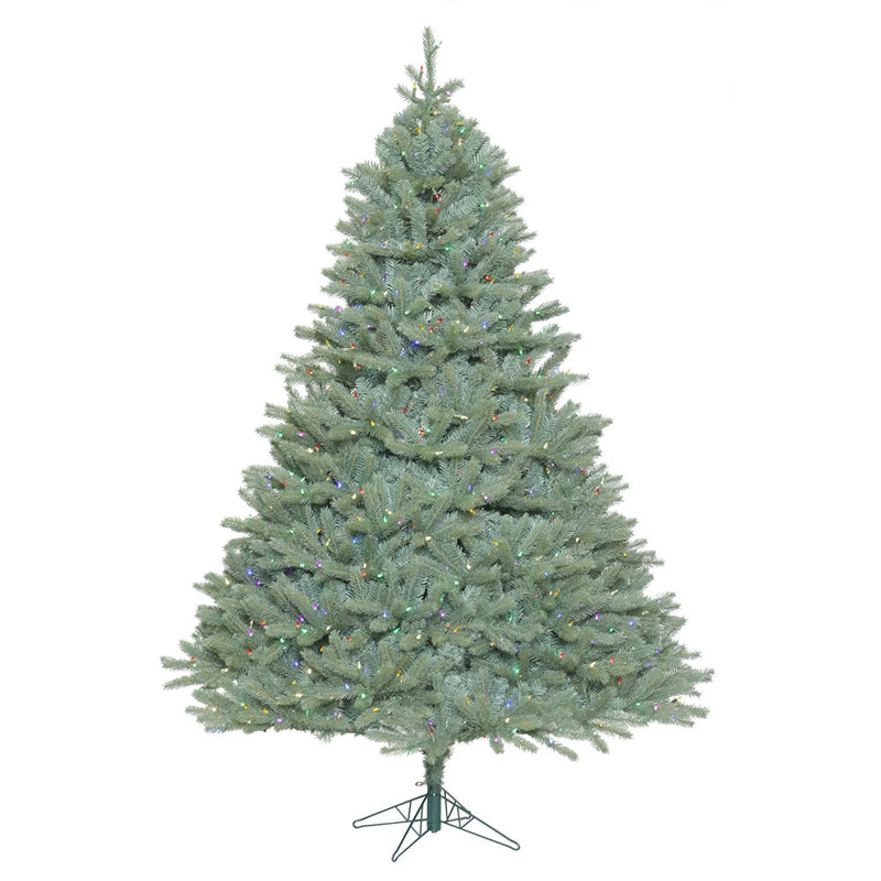 Colorado Blue Spruce