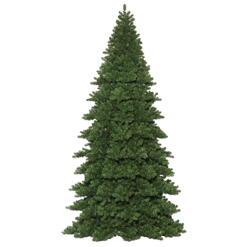 Oregon Fir