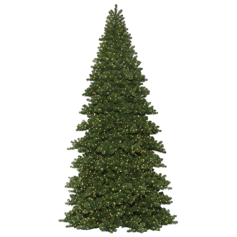 Oregon Fir