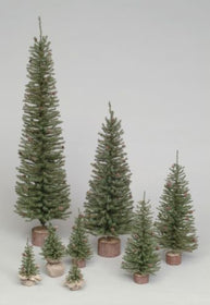 Carmel Pine