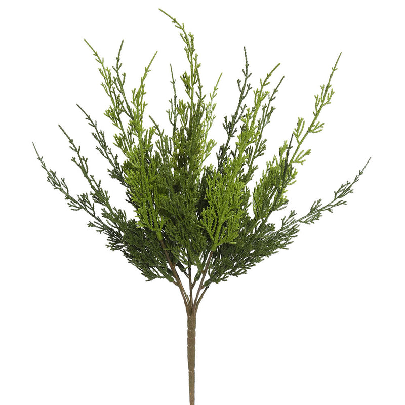 19" Monterey Cypress Bush 2/pk