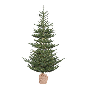 Alberta Spruce