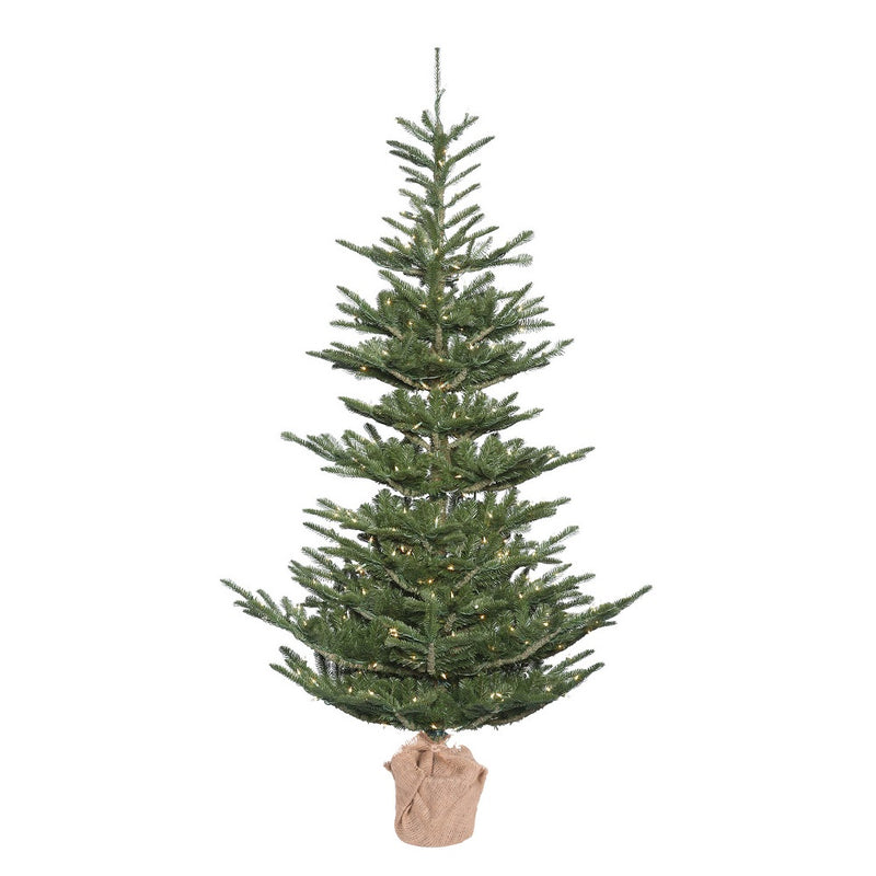 Alberta Spruce