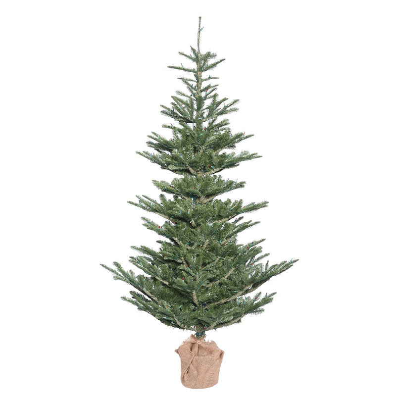 Alberta Spruce