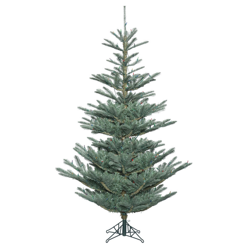 Alberta Blue Spruce