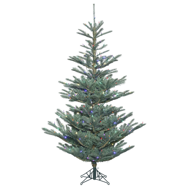 Alberta Blue Spruce