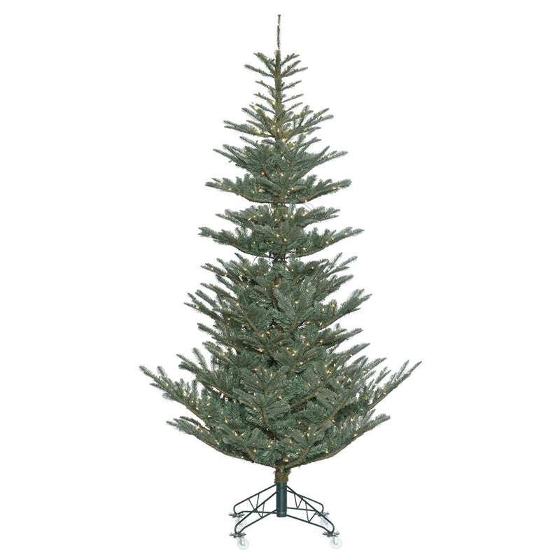 Alberta Blue Spruce