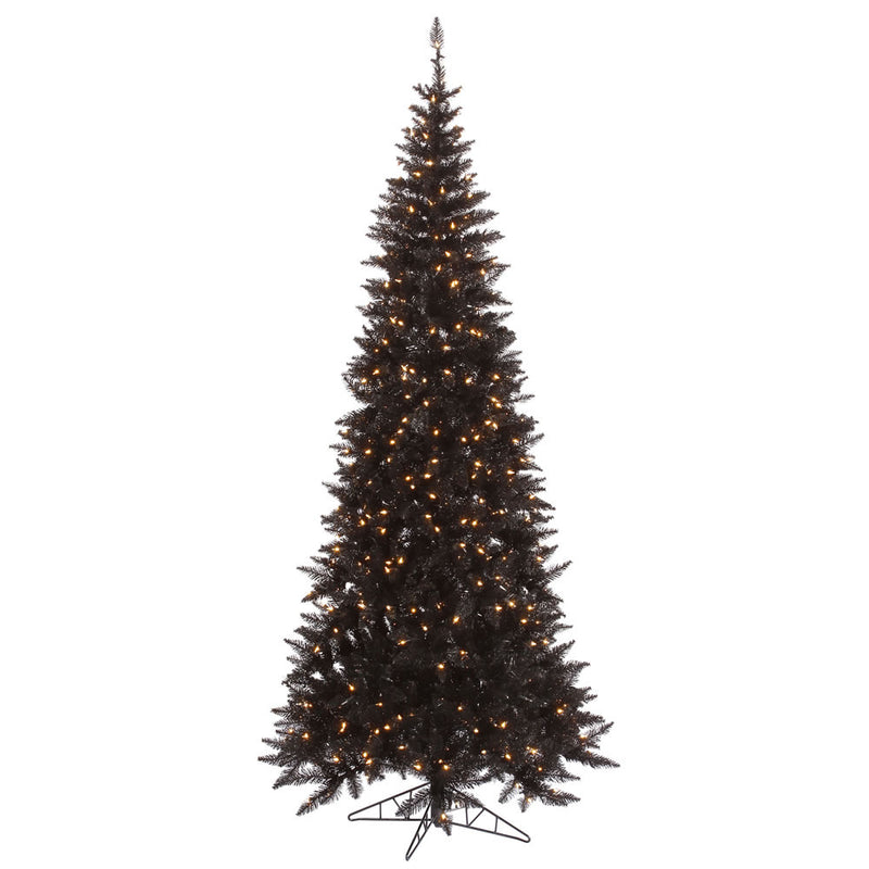 Black Fir