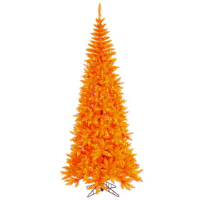 Orange Fir