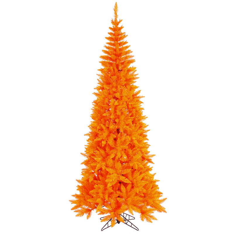 Orange Fir