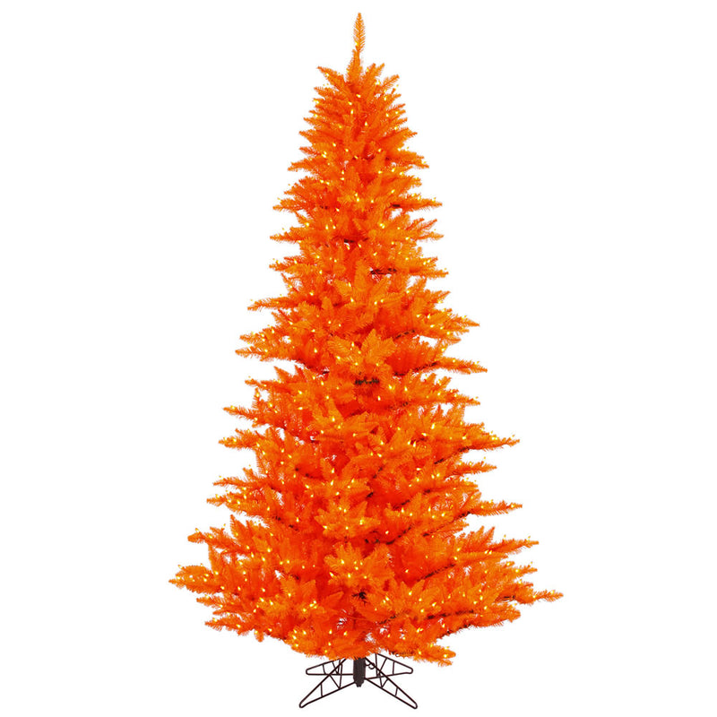 Orange Fir