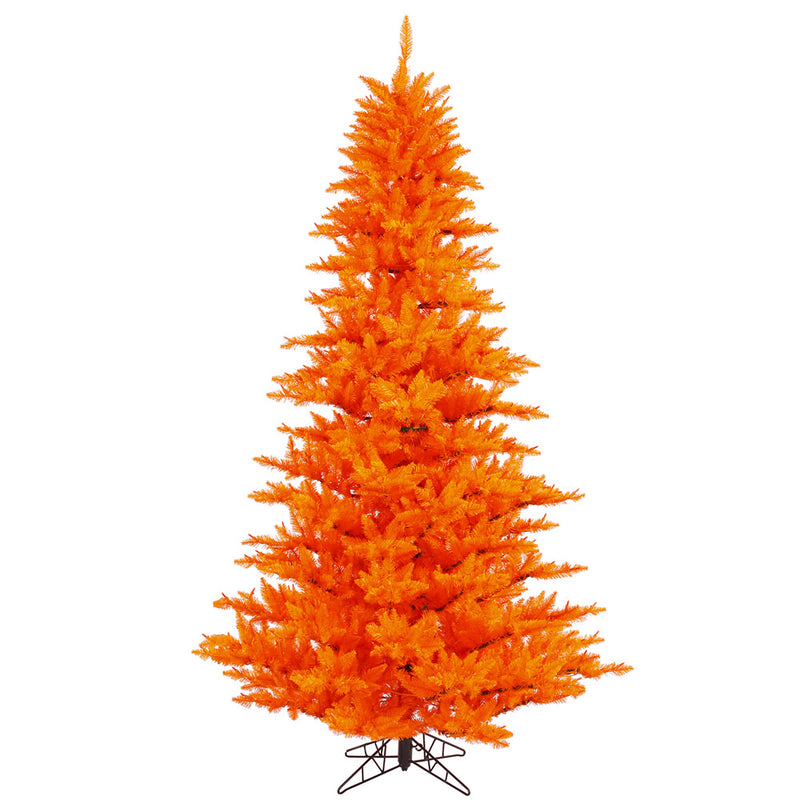 Orange Fir