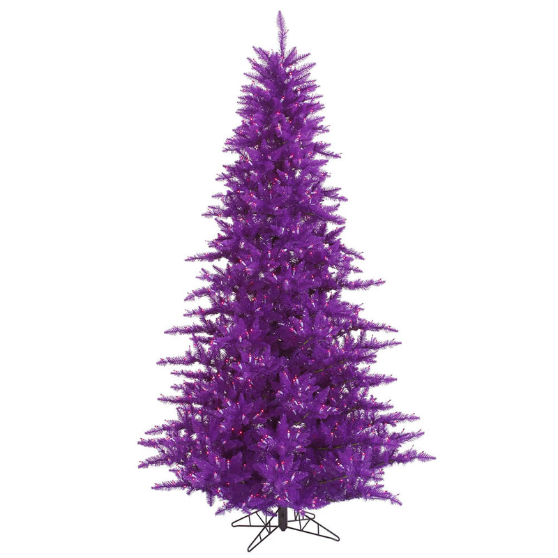 Purple Fir Trees