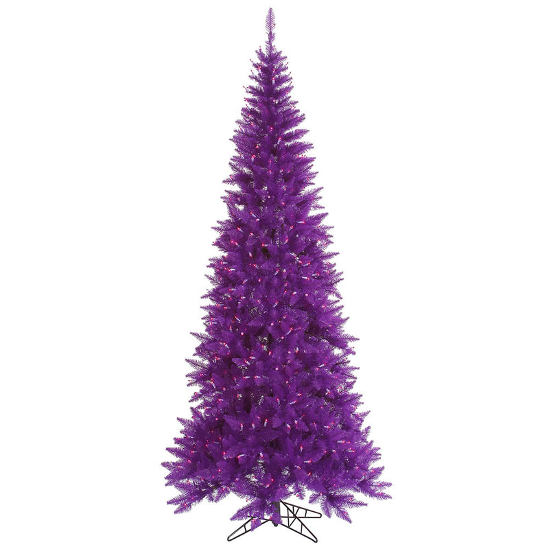 Purple Fir