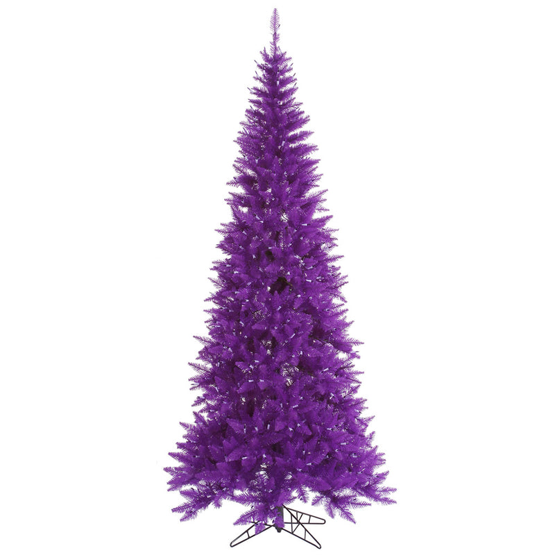 Purple Fir