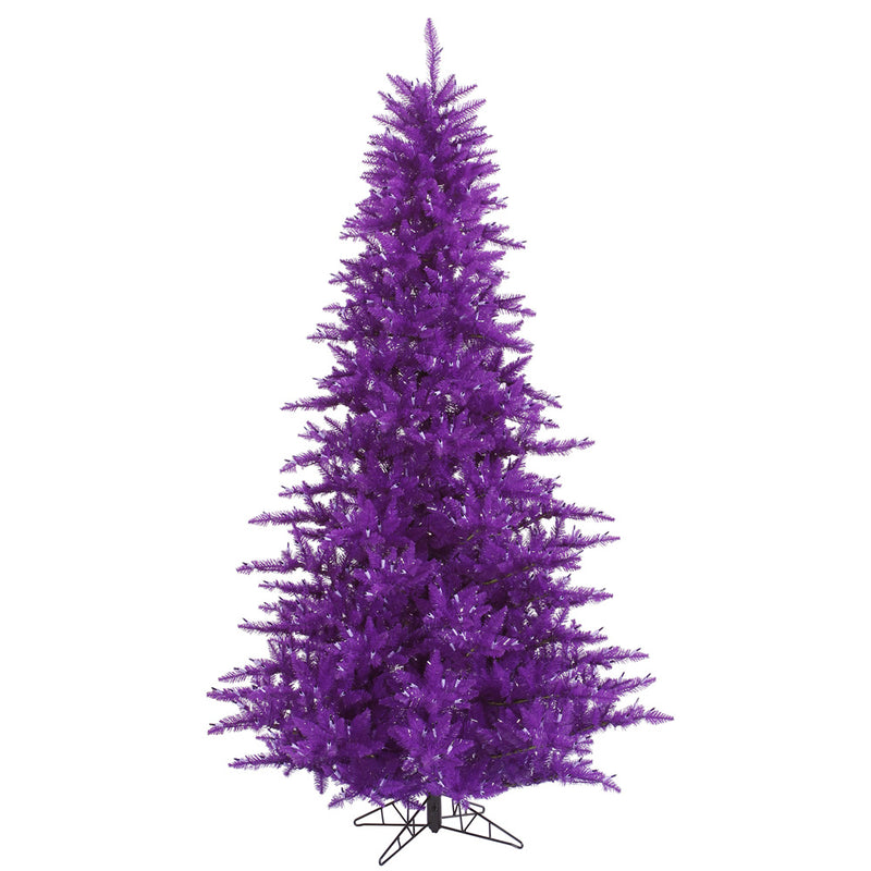 Purple Fir